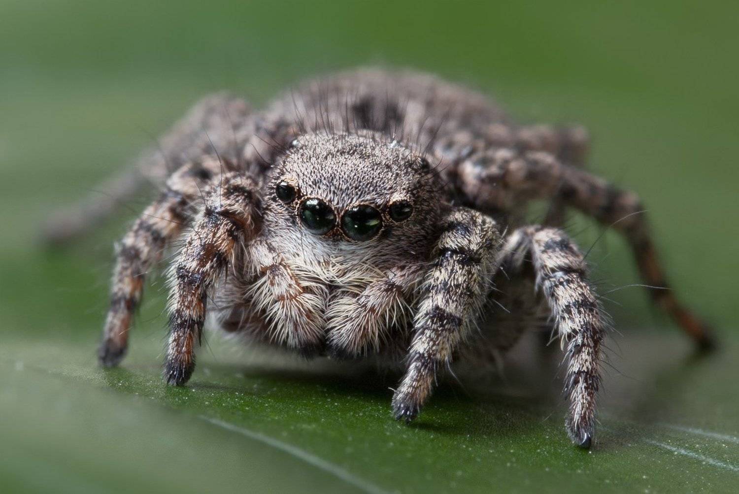 Глазастик. Автор: Александр Кириченко паук, макро, скакун, micro-nikkor af 105mm f/2.8 d, nikon d80, Александр Кириченко