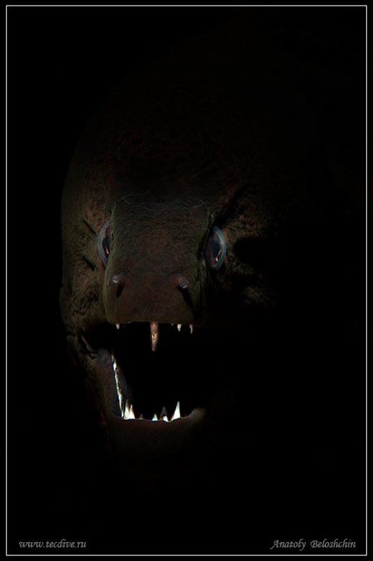 индийский, океан, мурена, anatoly, beloshchin, seacam Мурена ( подводное фото )photo preview