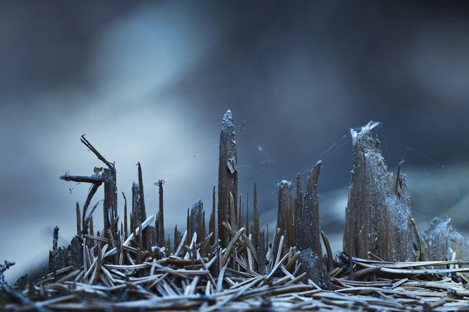 макро, город, дерево, небоскреб, дома, здания, лес, Олег Жуков