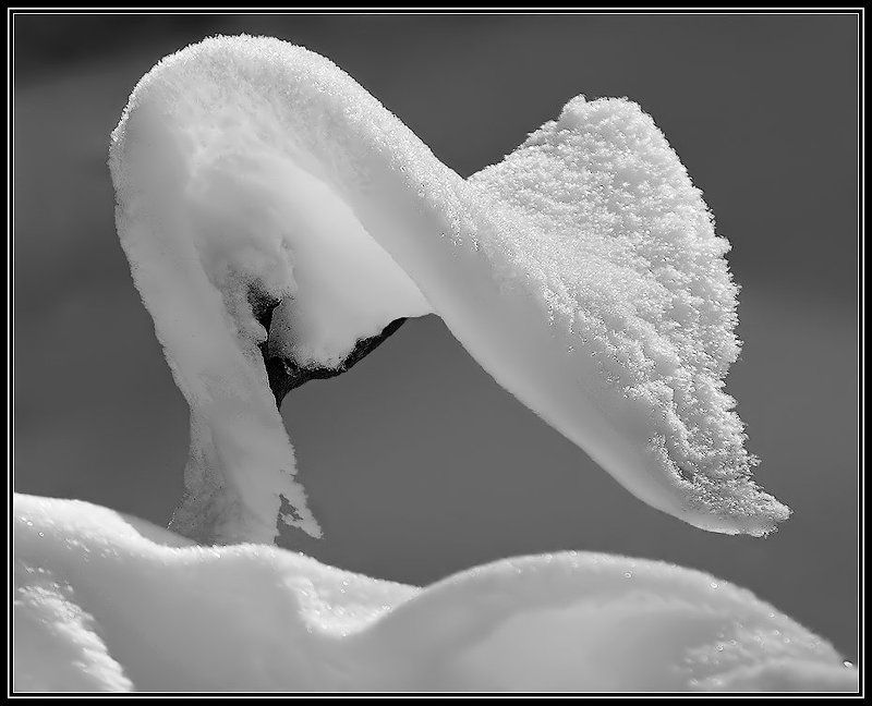 снег, снежный надув, лебедь, кобра, образ \