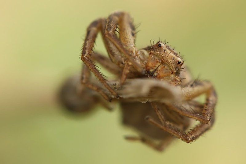 Эти глаза напротивphoto preview