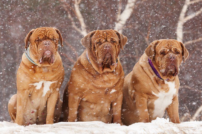 dog, Собака Викингиphoto preview