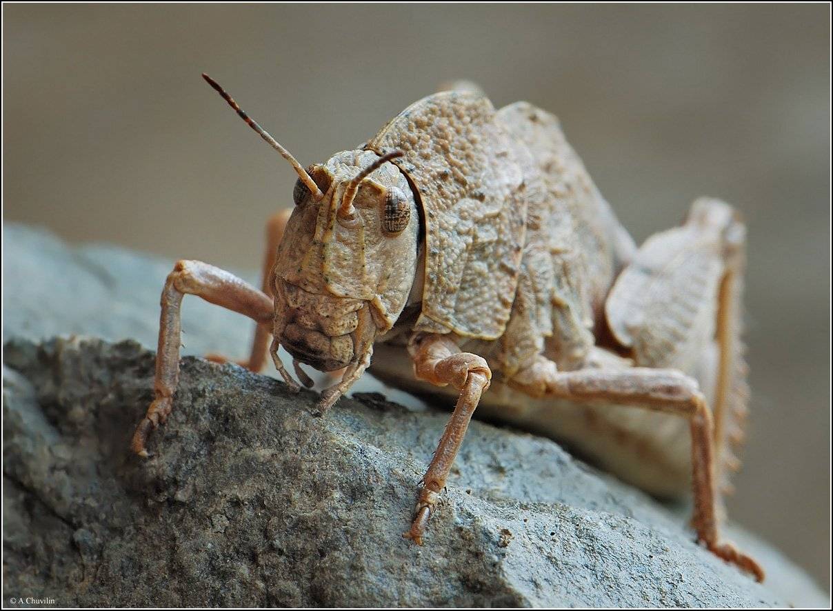 каменый,гость,кузнечик,армения, Александр Чувилин