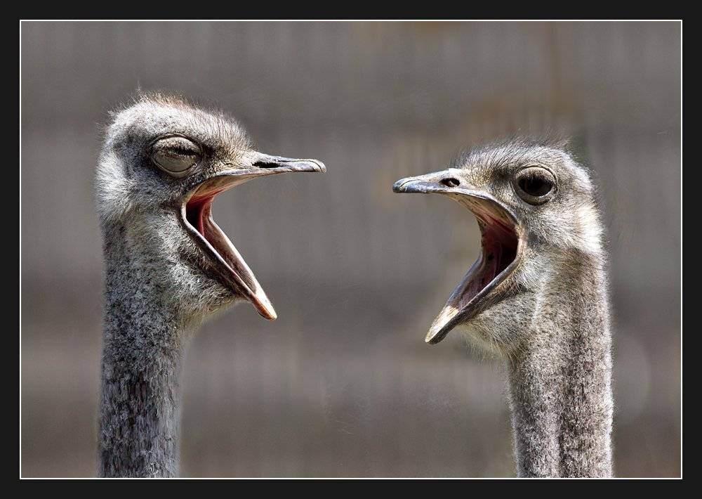 Ой ма-а-ароз, ма-а-аро-о-оз! Не марозь меня-я-я!!!. Автор: Алексей Соловей страусы, киевский зоопарк, Алексей Соловей