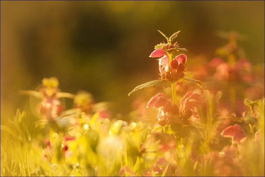 ***. Автор: KIZILL , KIZILL