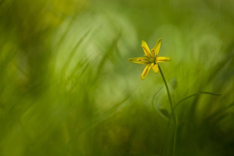 лук, цвет с луком...photo preview