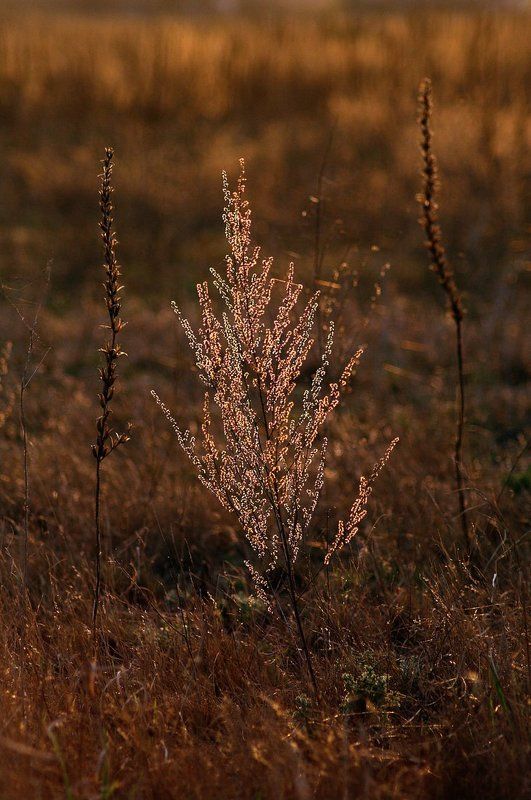 полынь, закат, контровый свет Неброское обаяние полыниphoto preview