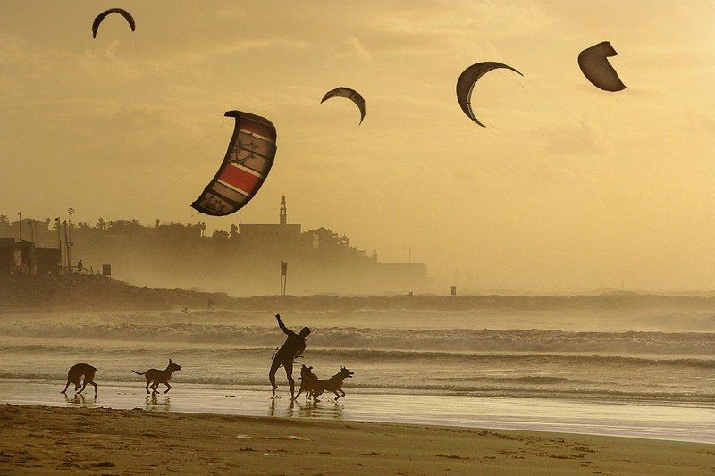 кайтсёрфинг, море, закат, собаки, игрок Ideal Player фото превью