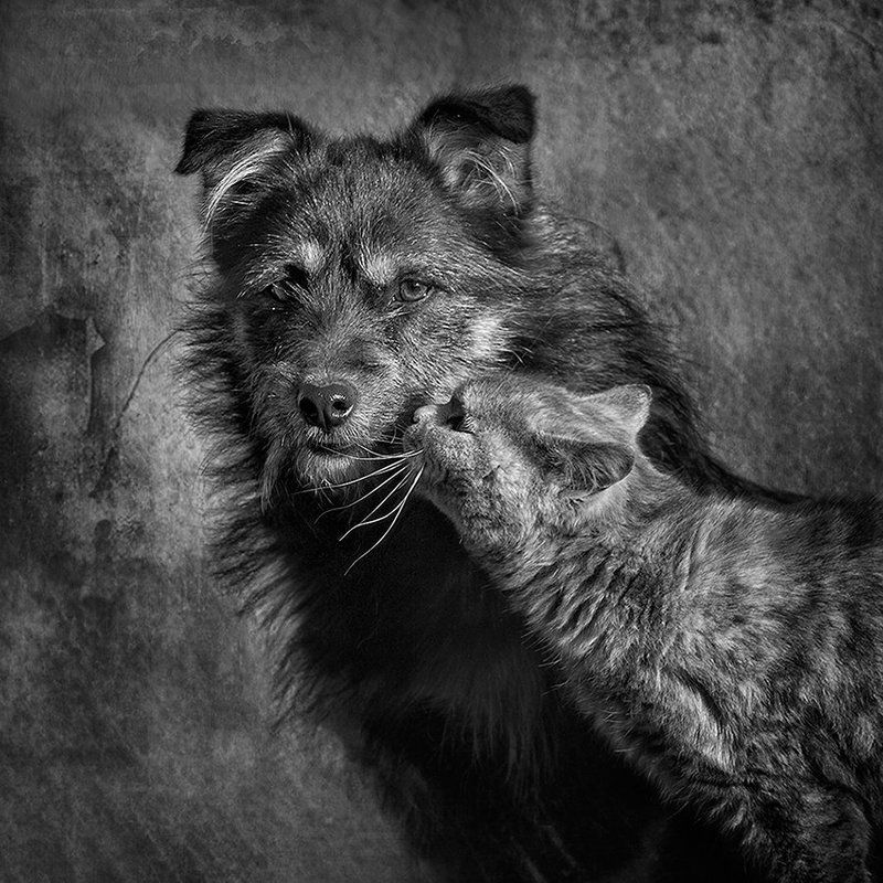 Кошачьи нежностиphoto preview