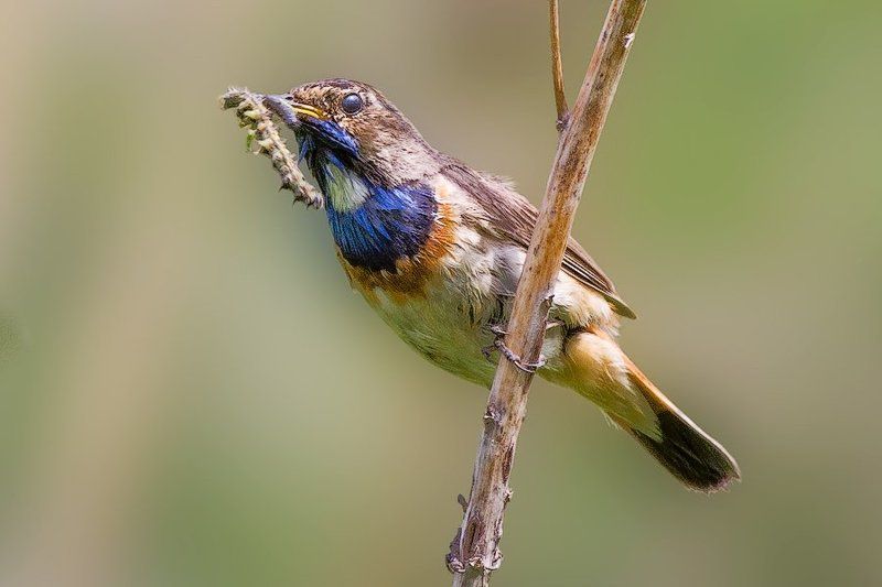 варакушка, птичка, гусеница Заботливый отец.photo preview