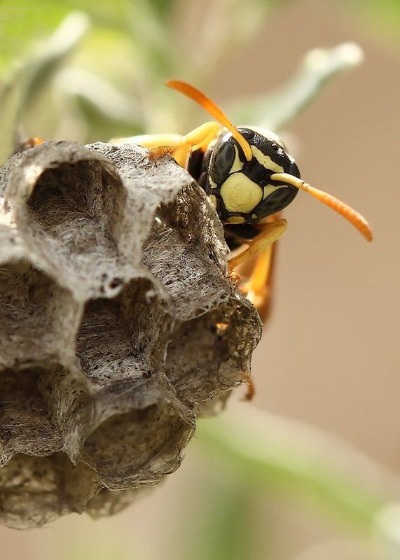 Подходите ближжже гости дорогие...photo preview