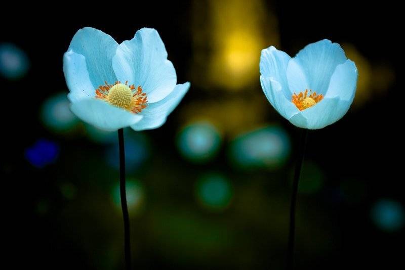 ПАРОЧКА. Автор: Качурин Алексей , Качурин Алексей