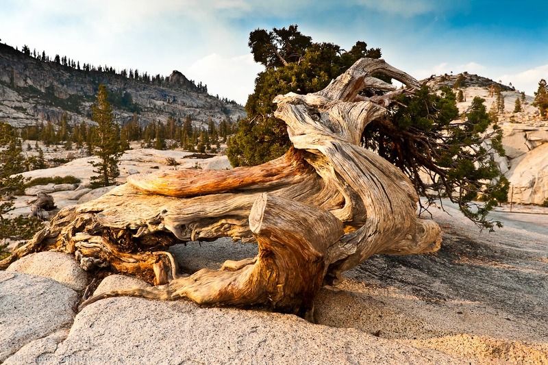 tree, yousimite, rock, mountain Древнее деревоphoto preview