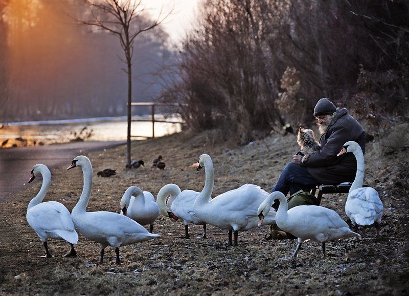 одиночество, старик, лебеди, собака Не один.photo preview