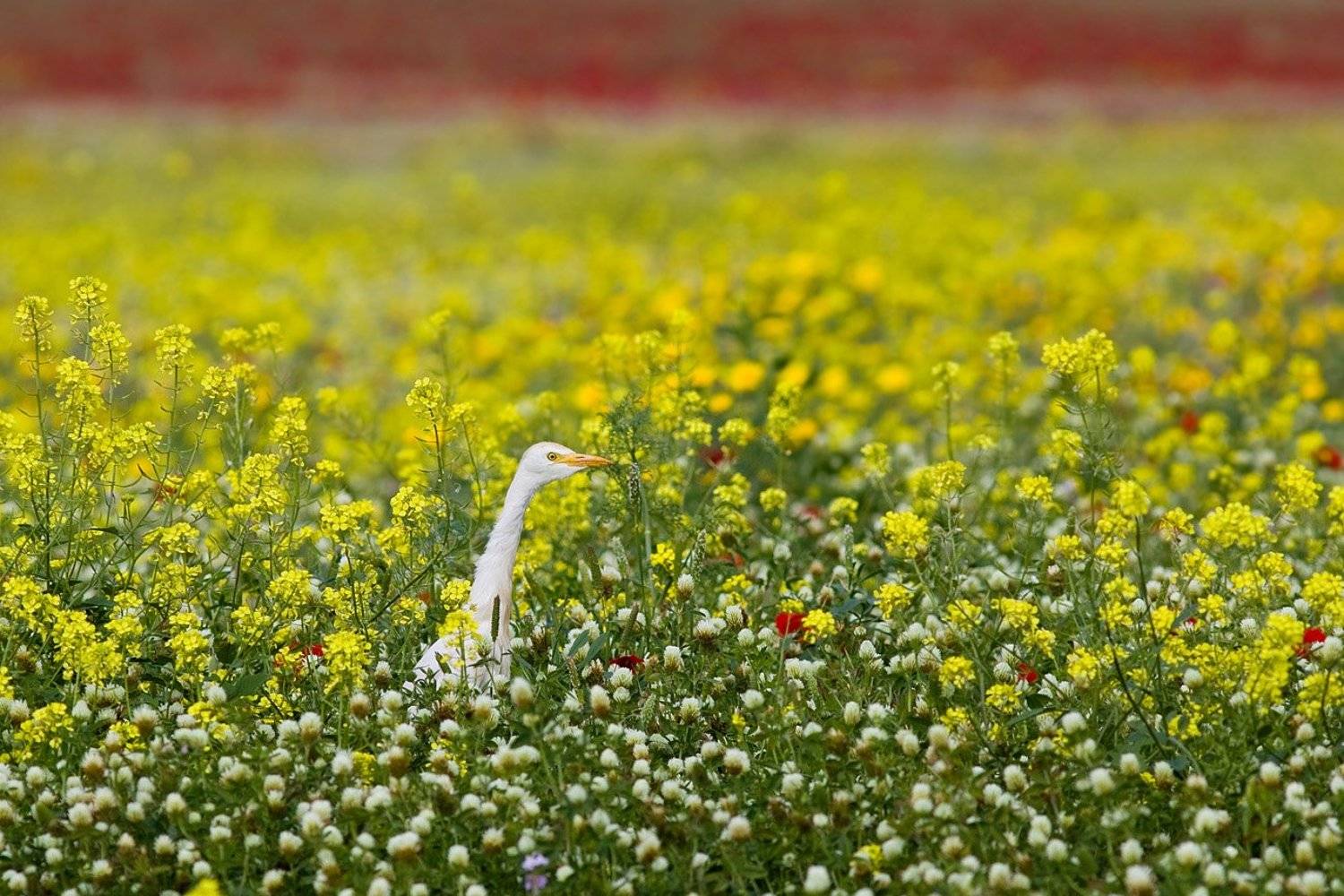 египетская, цапля, Alena