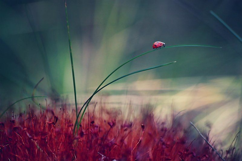 Ladybugphoto preview