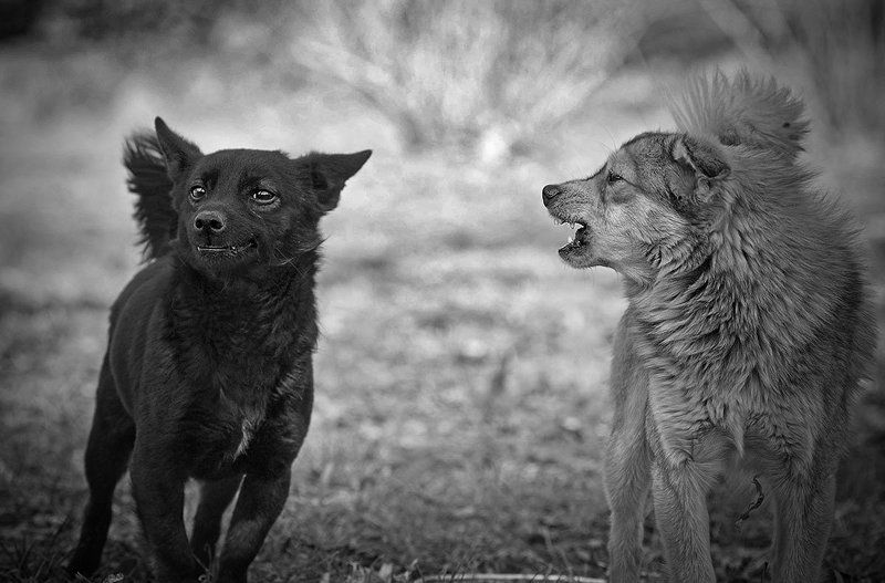 Коллега, Ваша агрессия просто смешна!photo preview