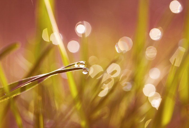 макро, роса, капельки ***photo preview