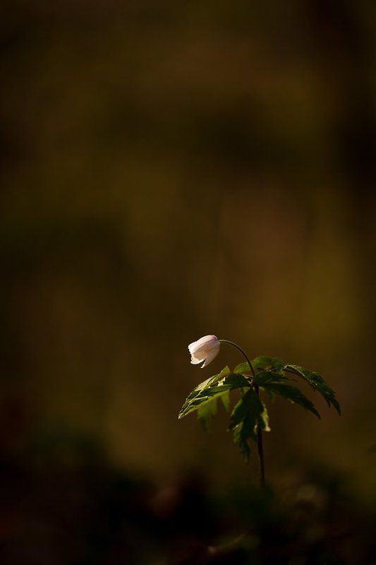 ветреничка, дубравная вечереет..photo preview