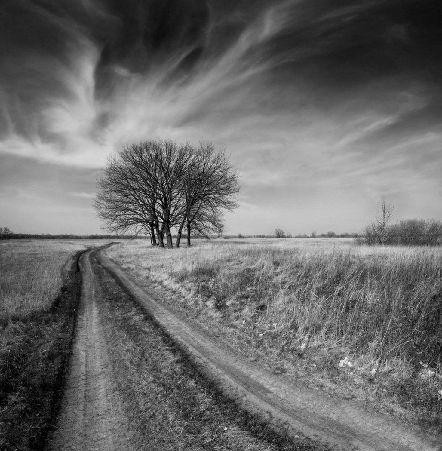 у дороги. Автор: Piligrim дерево, природа, пейзаж, панорама, фотография, чб, Piligrim