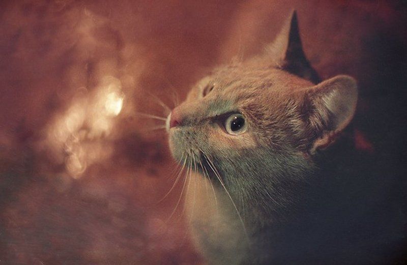 Фотография с большой историейphoto preview