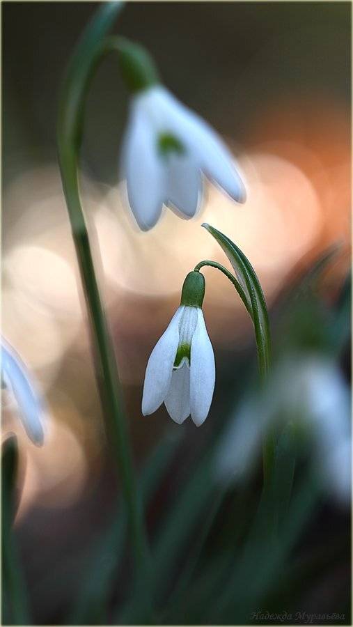 первоцветы, , galanthus, подснежник, Надежда Муравьёва