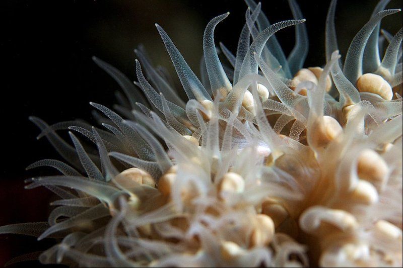 actiniaria, sipadan, underwater Щупальцыphoto preview