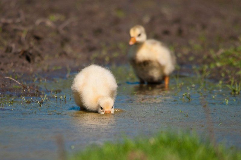 гуси, гусята, птицы, деревня В луже у канавки, или пять минут из жизни гусиного семейства...photo preview