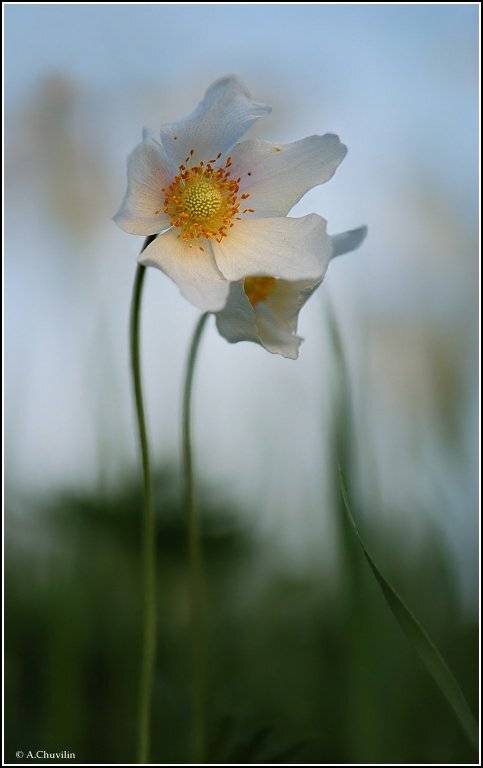 Вечерние цветы. Автор: Александр Чувилин вечер,май,цветы,ветреница, Александр Чувилин