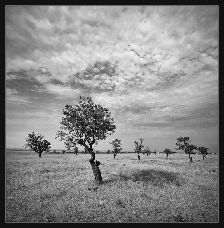 крым, межводное, лиман, джыралчаг, Старый миндальный сад.photo preview