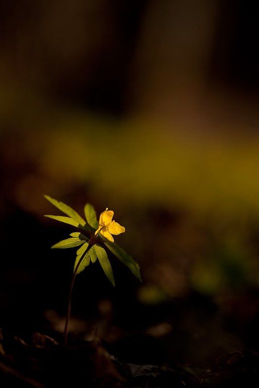 ветреничка, лютиковая к солнцу...photo preview