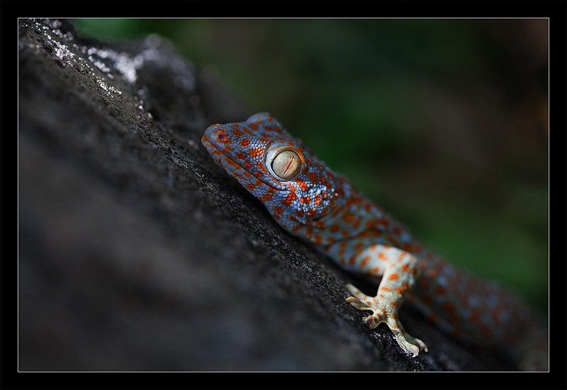 Гекконphoto preview