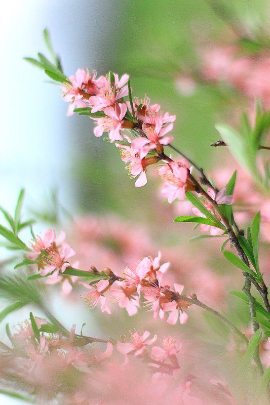 Нежные краски весны...photo preview