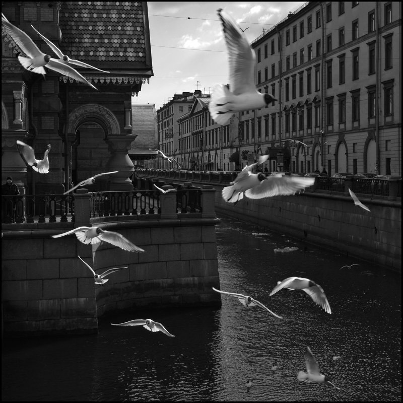 канал, грибоедова, весна, чайки Весенняя суетаphoto preview