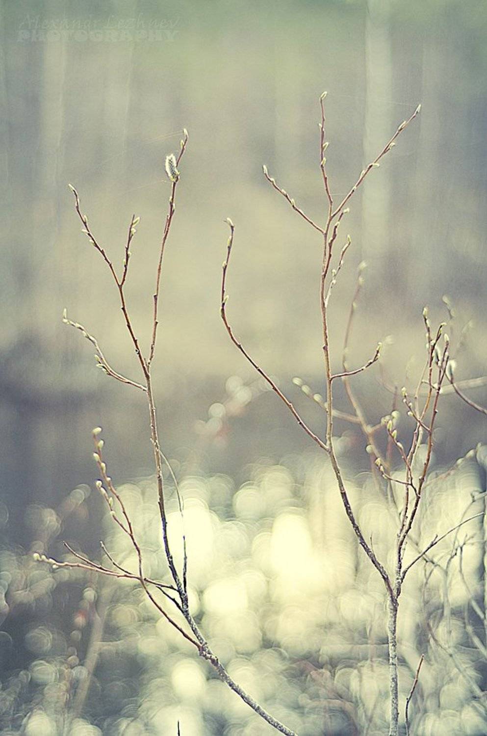 New Life.... Автор: Alexandr Lezhnev , Alexandr Lezhnev