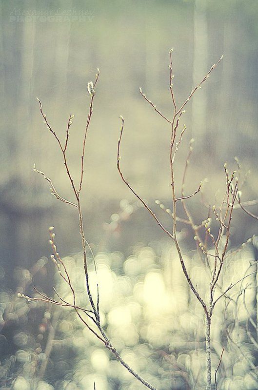 New Life...photo preview