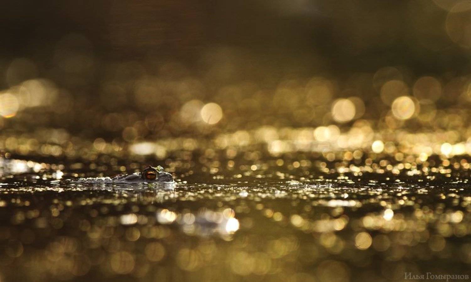 По водной глади. Автор: Илья Гомыранов жаба, амфибии, макро, бокэ, Илья Гомыранов
