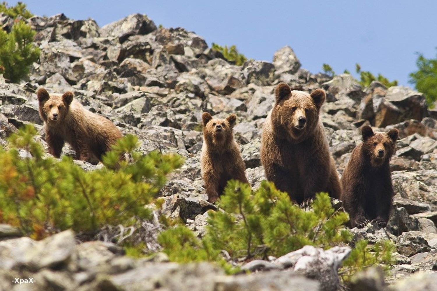 семейный портрет.... Автор: Иван Кислов семейный, портрет, медведи, Иван Кислов
