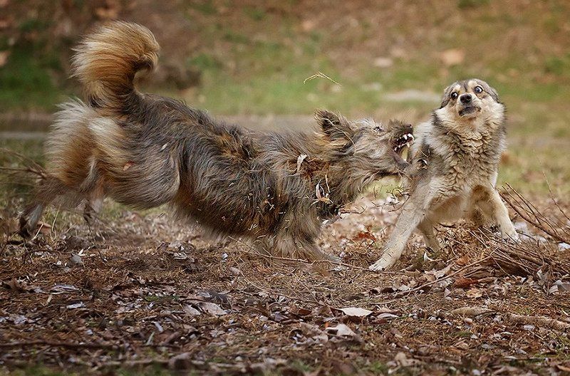 Люди добрые, да что ж это делается!!!photo preview
