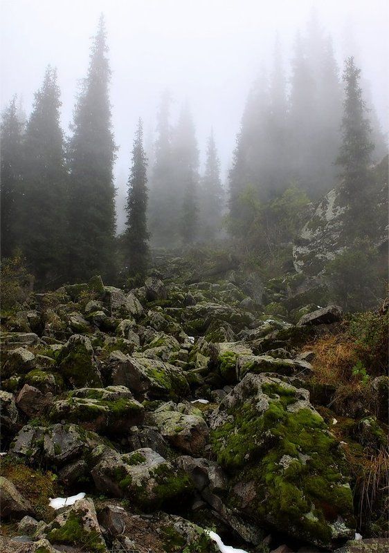 камни,тропа,туман Каменная тропаphoto preview