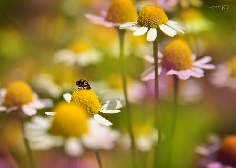 romariophoto preview