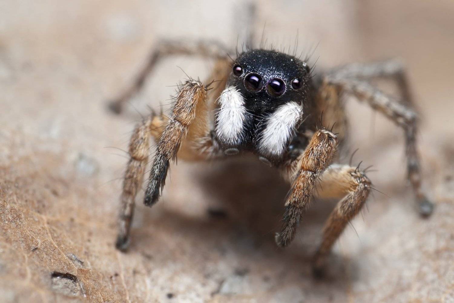 Стиляга. Автор: Александр Кириченко паук, скакун, макро, micro-nikkor af 105mm f/2.8 d, nikon d80, Александр Кириченко