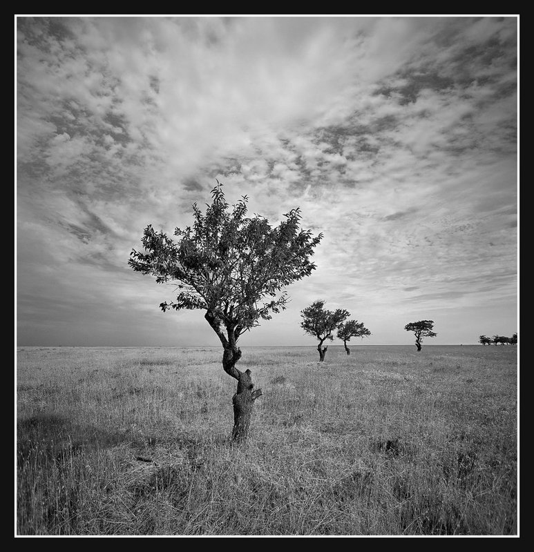 Старый миндальный сад.(2)photo preview