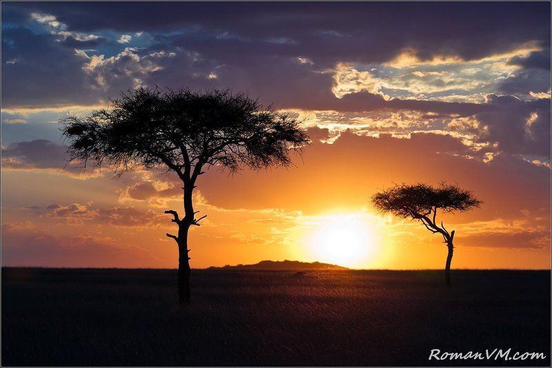 африка, кения, масаи-мара, саванна, закат, акация Саванна перед сном.photo preview