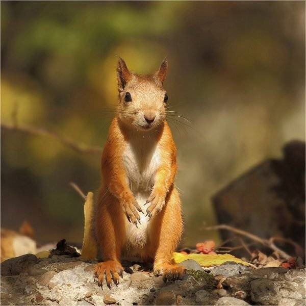 белка,природа,флора,фауна, Дмитрий Алексеев