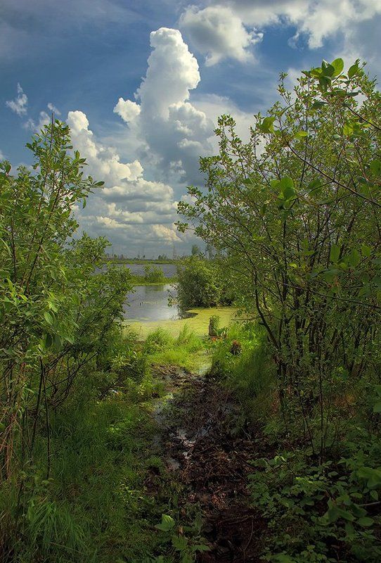 Торфяники. Полдень.photo preview