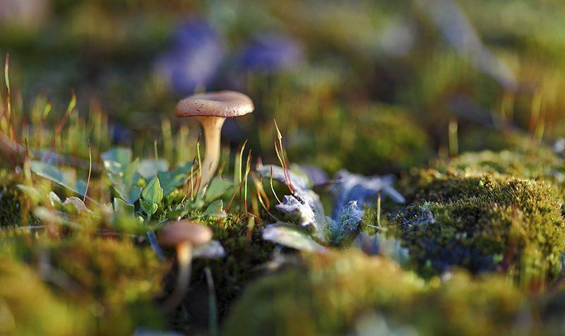 макро, мох, грибы, свет Пробуждениеphoto preview