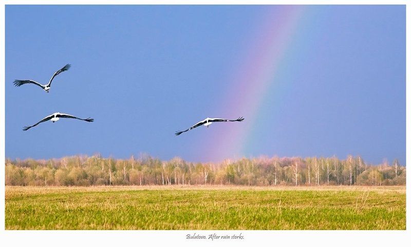 аисты Калужские аистыphoto preview