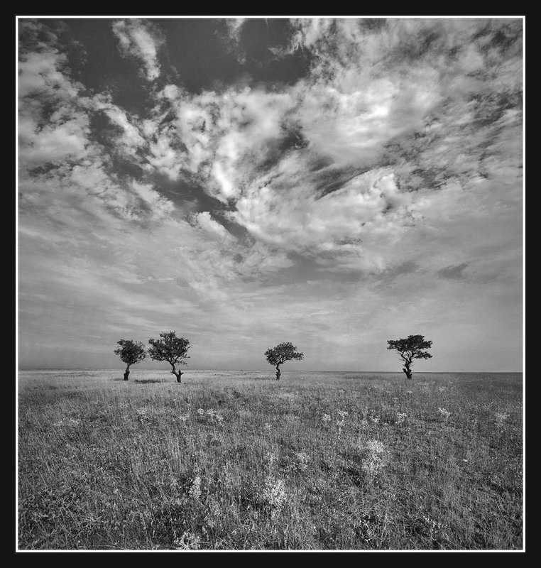 Старый миндальный сад.(3)photo preview