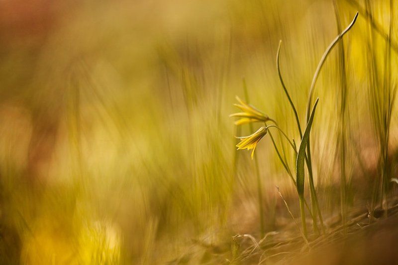 гусиный лук, цвет и еще лучка..photo preview